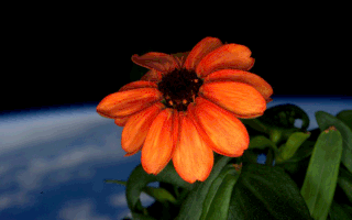 2Astronauta-da-NASA-anuncia-primeira-flor-espacial