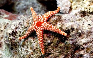 meio-ambiente-saiba-mais-estrelas-do-mar-e-lagostas-estao-em-risco-de-extincao