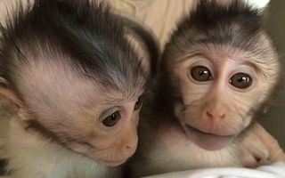 meio-ambiente-saiba-sobre-pesquisa-controversa-de-especilistas-chineses-que-criaram-macacos-autistas-em-laboratório